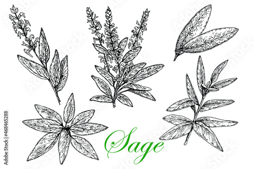 Sage. Leaves Stem Flowers Black White Sketch White Background Isolated hand drawn vector stock illustration. Engraving for Food Medical Cosmetic Packaging and Spice Labels
