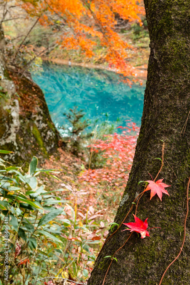 紅葉の渓谷岩手厳美渓ともみじの落ち葉