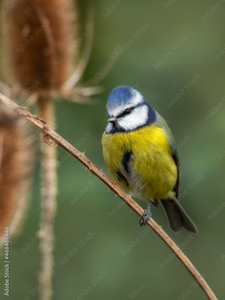 Adult Blue tit (Cyanistes caeruleus) perched on Teasel stalk Adult Blue tit (Cyanistes caeruleus) perched on Teasel stalk
