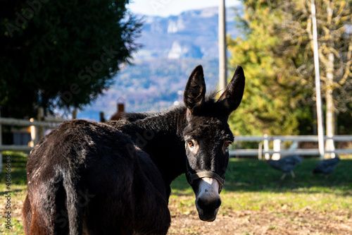 A cute donkey portrait in asiago