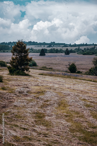 Fototapeta Naklejka Na Ścianę i Meble -  view of field with trees and a cloudy sky
