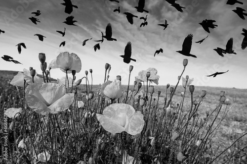 Photography poppies on a meadow and birds