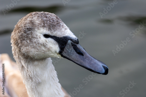close up of a mute swan cygnet