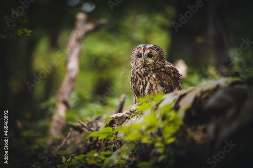 Tawny owl (Strix aluco) in dark forest. Tawny owl sits on dry tree. Tawny owl and forest background.