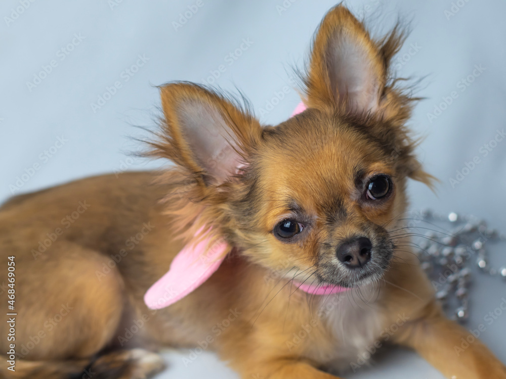 cute chihuahua puppy with pink wings angel costume