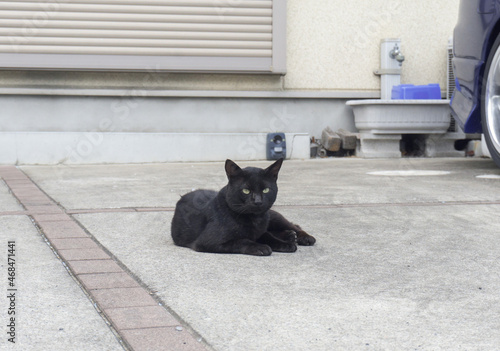 住宅地の黒猫 野良猫 