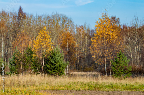Autumn fall forest background with yellow birch trees and evergreen juniper under the blue sky