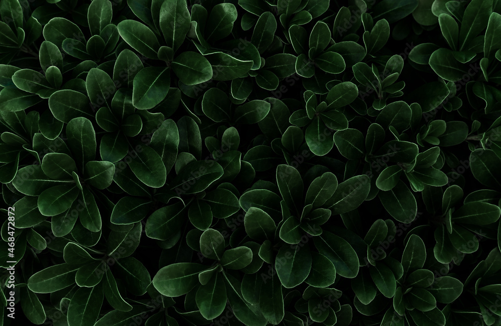 Perfect natural fresh leaves pattern natural background. Dark green moody  backdrop for your design. Copy space. Nature wallpaper. Stock Photo | Adobe  Stock