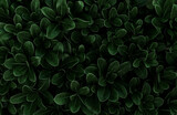 Perfect natural fresh leaves pattern natural background. Dark green moody backdrop for your design. Copy space. Nature wallpaper.