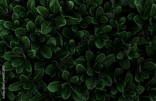 Perfect natural fresh leaves pattern natural background. Dark green moody backdrop for your design. Copy space. Nature wallpaper.