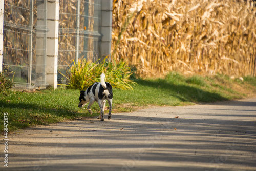 mały pies idący droga, wąchający coś w trawie, polska wieś
