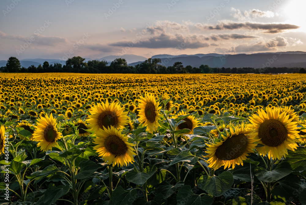 Obraz premium Sonnenblumenfeld, im Vordergrund mehrere große Blüten