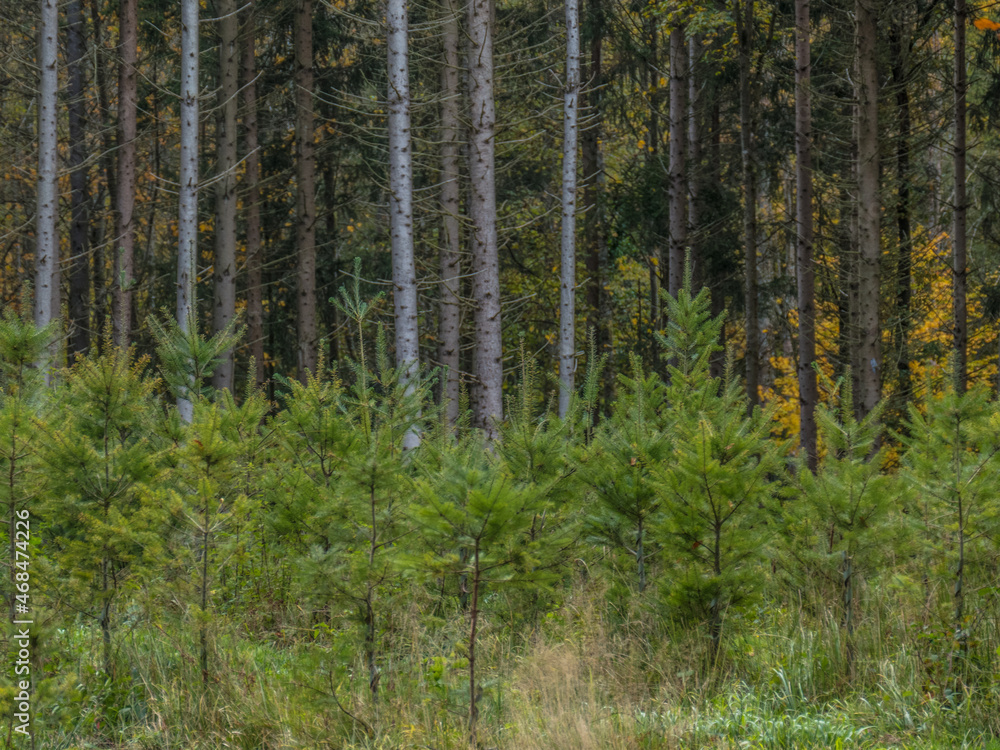 Obraz premium Wiederaufforstung im herbstlichen Mischwald