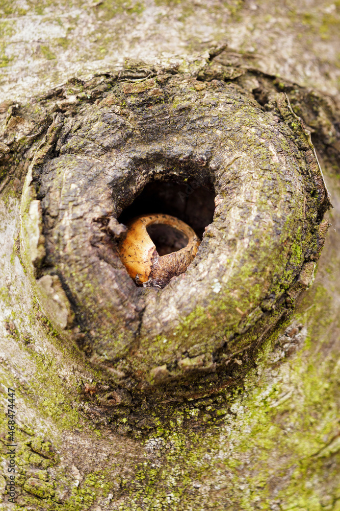 Hazelnut with a broken shell in the hollow of a tree. Hazelnut with a broken shell in the hollow of a tree.