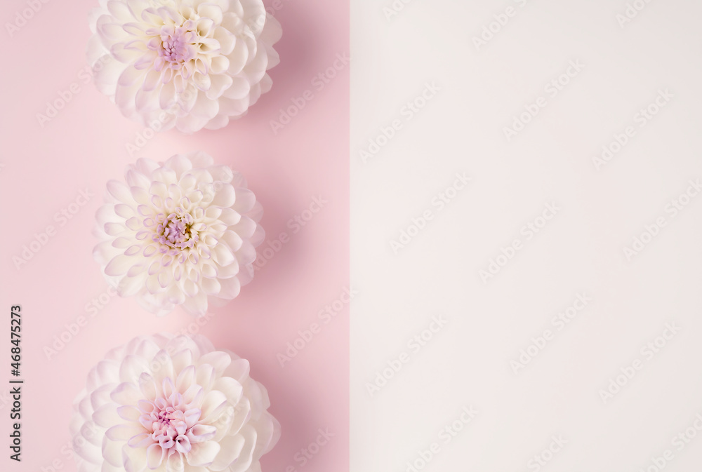 Fototapeta premium Trendy abstract image of white flowers on trendy pink and white background in flat lay style for decoration design. Romantic holiday concept. Beautiful pink gift card with copy space.