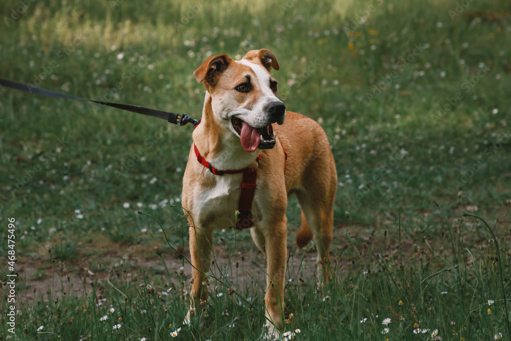 Portrait of a ginger puppy. A dog with a protruding tongue stands in a forest glade and looks to the side.