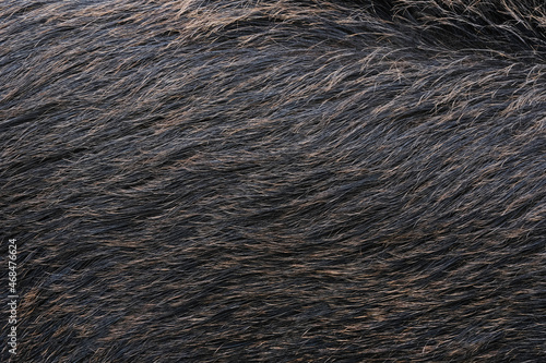 Close up on gray wild boar hair. Animal fur banner.