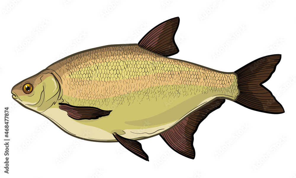 Bream fish, isolated on a white background. Color vector illustration of a fish. Bream fish, isolated on a white background. Color vector illustration of a fish.