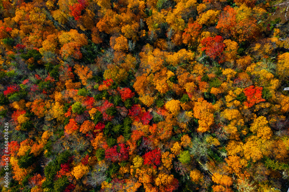 Looking straight down at Fall colored trees in the hills of North Carolina. Looking straight down at Fall colored trees in the hills of North Carolina.