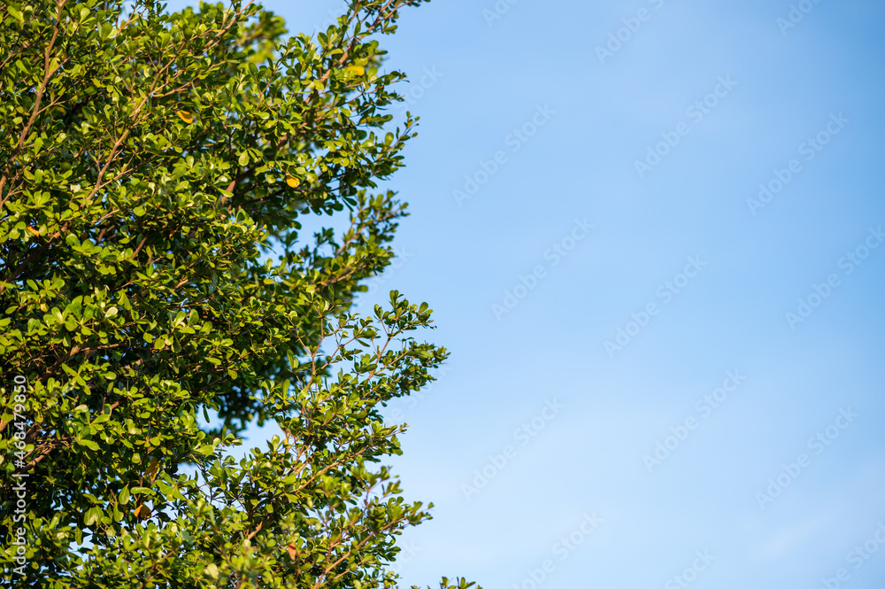 tree in sky nature tree in sky nature