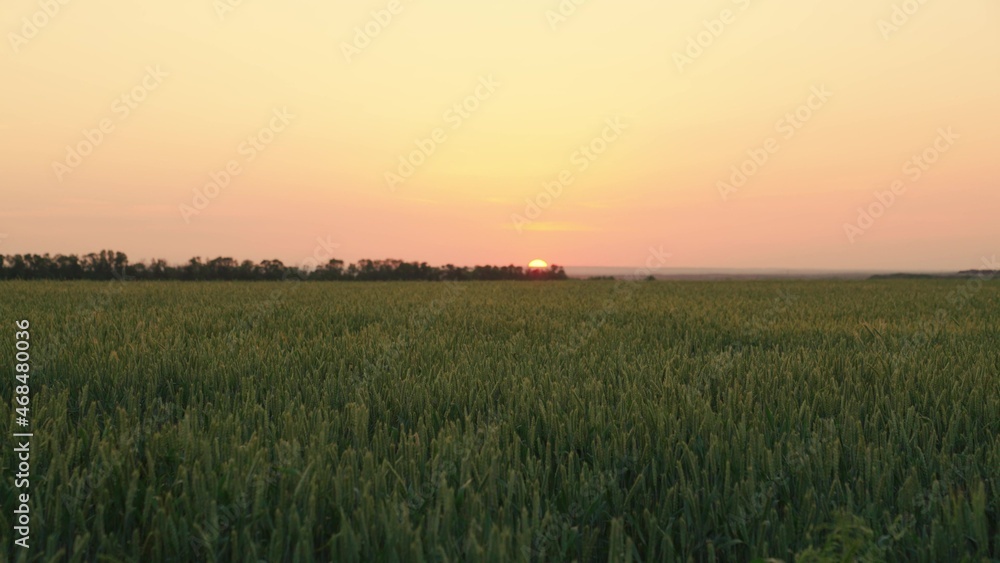 Beautiful landscape, Ripening green wheat field at sunset background. The grain harvest ripens in the summer. Wheat spikelets with grain at sunrise. Agricultural business concept. Organic wheat