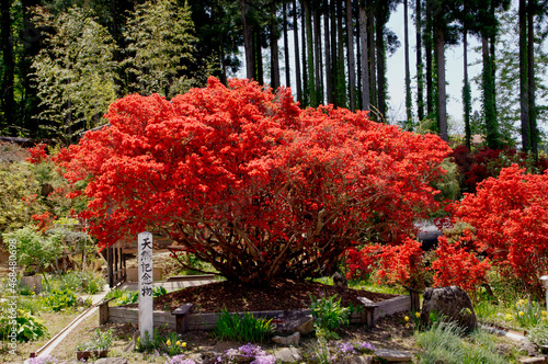 能登キリシマツツジオープンガーデン