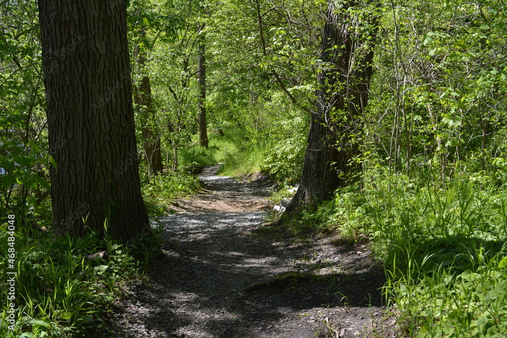 Dense forest with dirt path Dense forest with dirt path