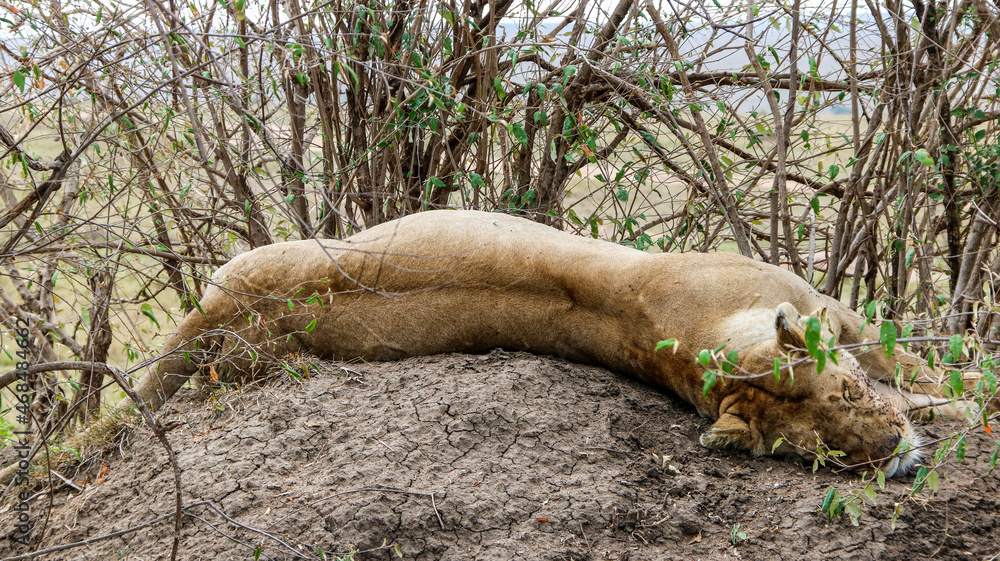 Fototapeta premium Leona resting after a failed hunt.