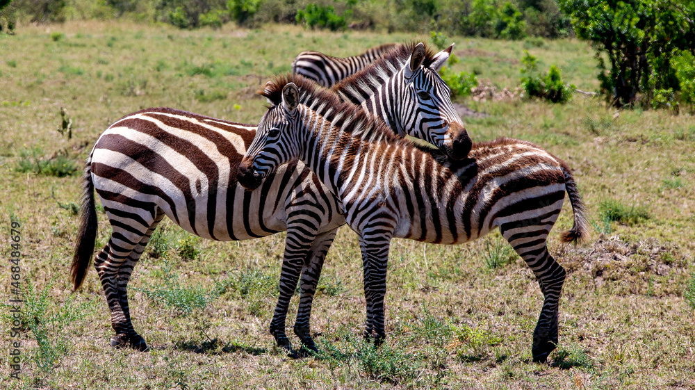 Nap time in the maasai mara. Kenya.Africa Nap time in the maasai mara. Kenya.Africa