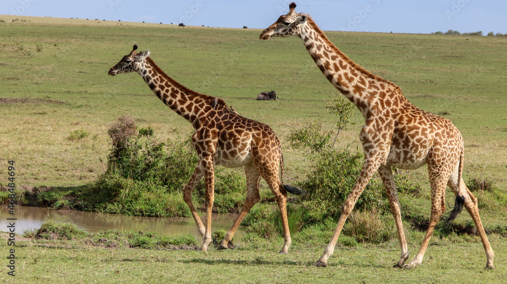 Obraz premium The northern giraffe, also known as three-horned giraffe, is the type species of giraffe native to North Africa