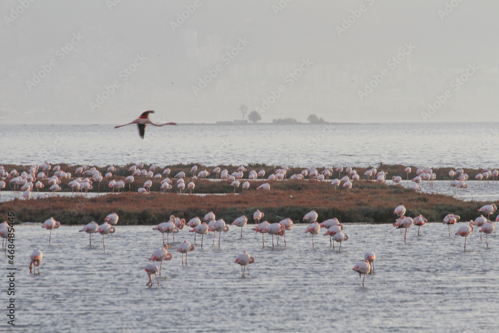 Fototapeta premium Pink Flamingos