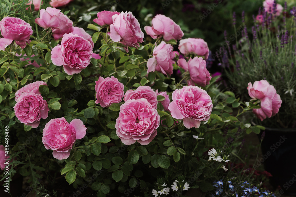 Pink Roses Leonardo da Vinci in garden Pink Roses Leonardo da Vinci in garden