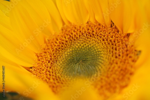 Center of sunflower macro