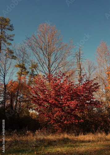 Orange Red Green Yellow Trees with Blue Sky on Sunny Autumn Day 
