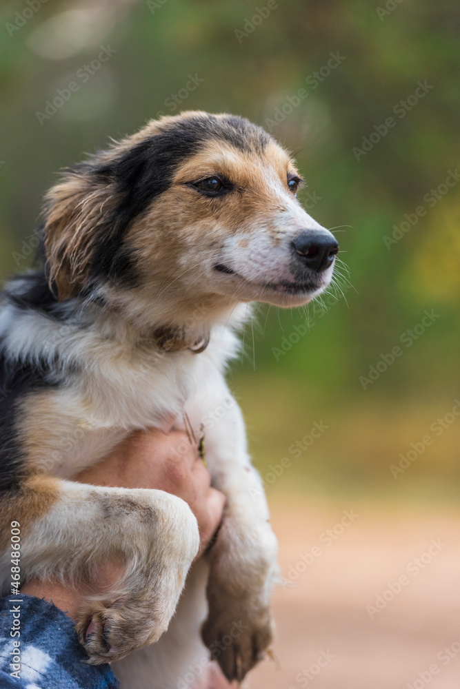 cute little white with red and black dog in arms cute little white with red and black dog in arms