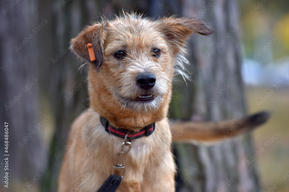 brown dog mestizo terrier at animal shelter brown dog mestizo terrier at animal shelter