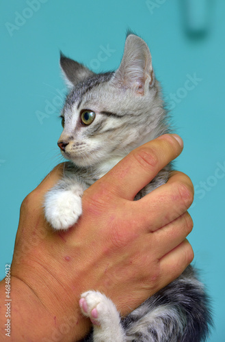gray with white tabby kitten in hands