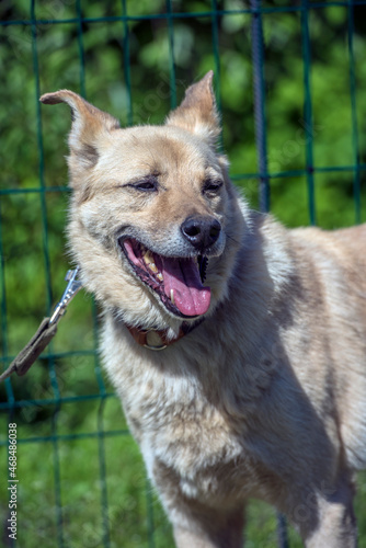 beige mongrel dog on a leash against a background of greenery in summer