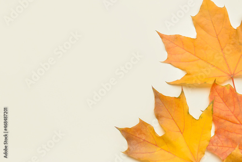 Autumn maple leaves on light background