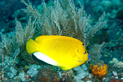 Three-Spot Angelfish swimming underwater on a coral reef