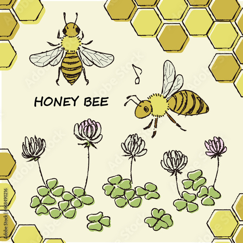honey bee and clover 