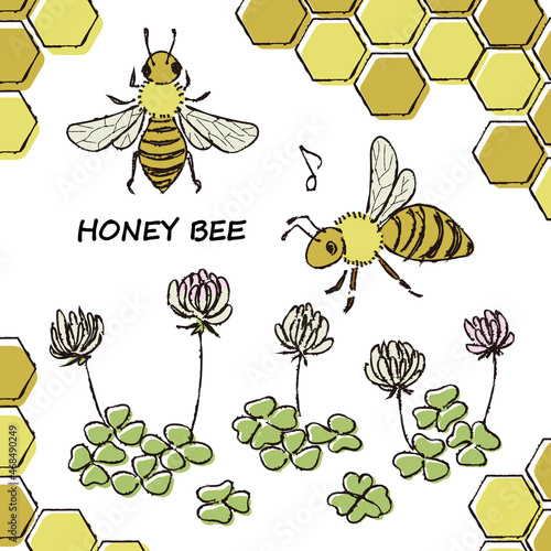 honey bee and clover White background