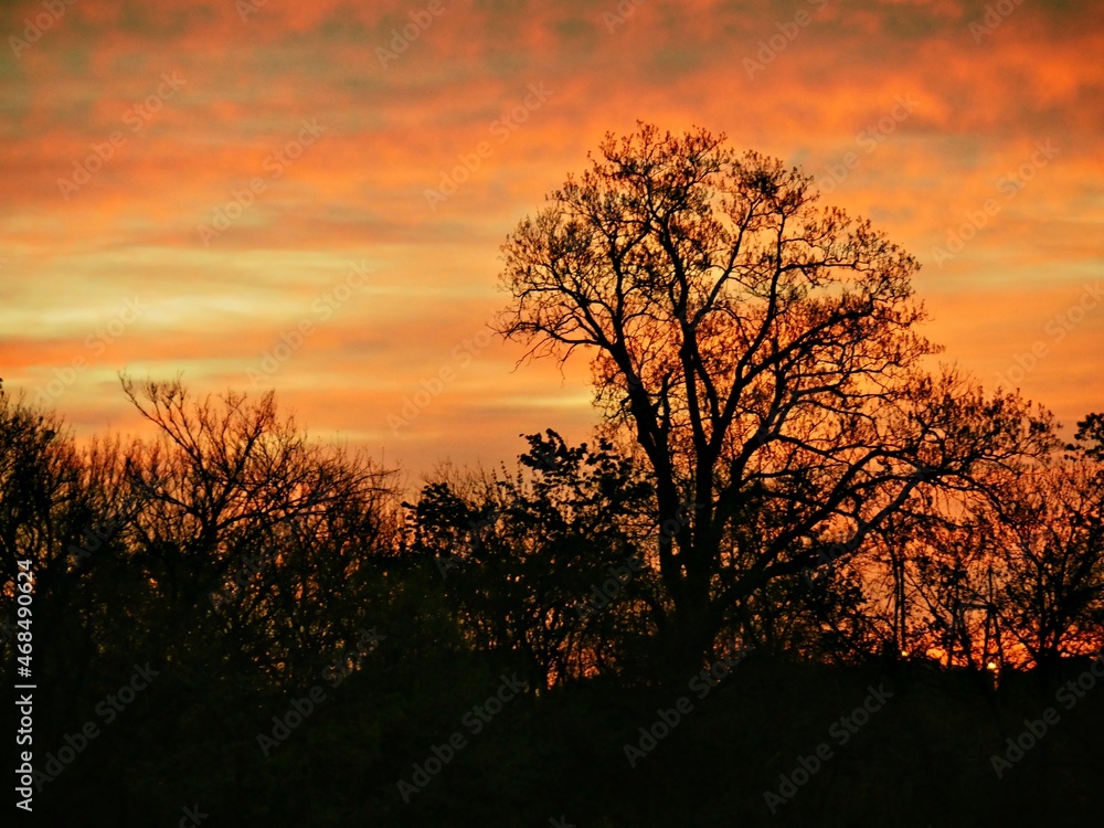 Trees silhouetted against a stunning backdrop of sunset skies