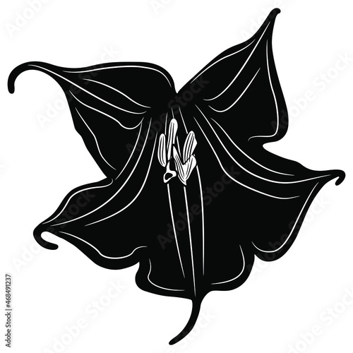Single flower of red datura. Brugmansia sanguinea. Isolated vector illustration. Black and white negative silhouette.