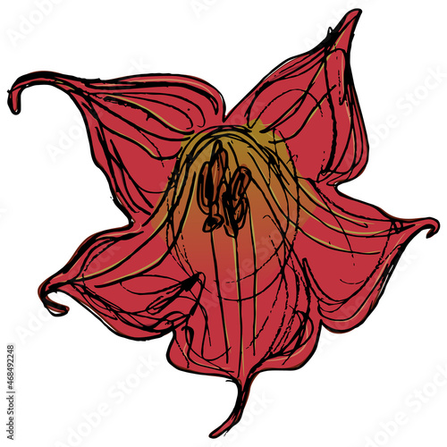 Single flower of red datura. Brugmansia sanguinea. Isolated vector illustration. Hand drawn colorful rough sketch.