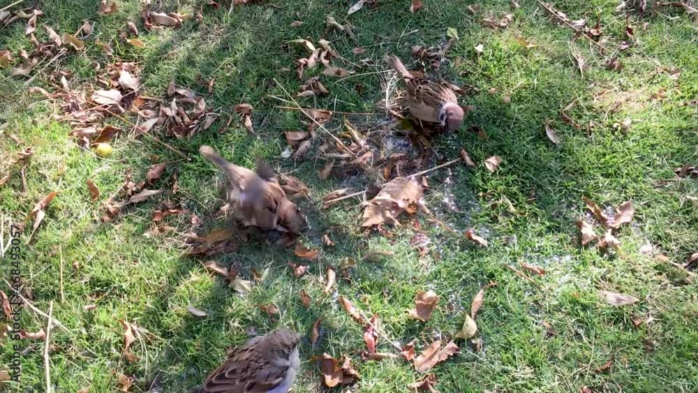 sparrow flock taking bath in a lawn sparrow flock taking bath in a lawn