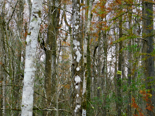 Mostly bare trees in a Florida forest over the winter. 