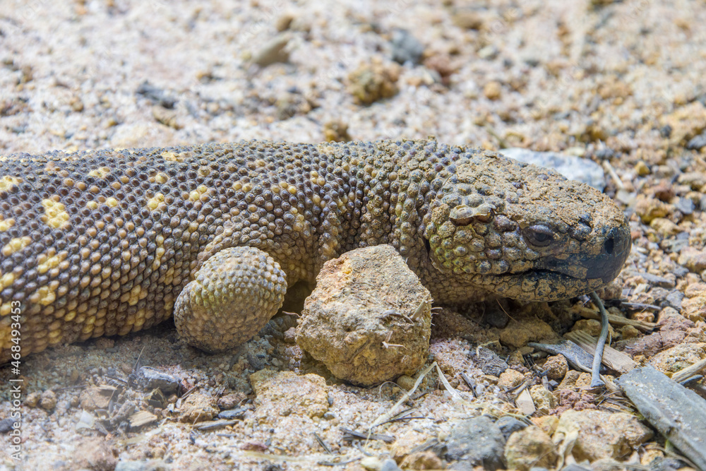 The Mexican beaded lizard (Heloderma horridum) is a species of lizard