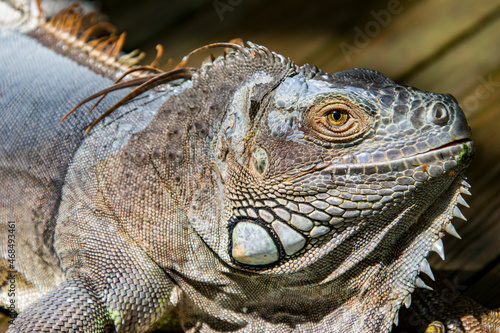 The Red Iguana Iguana iguana  closeup image.  it actually is green iguana  also known as the American iguana  is a large  arboreal  mostly herbivorous species of lizard of the genus Iguana.