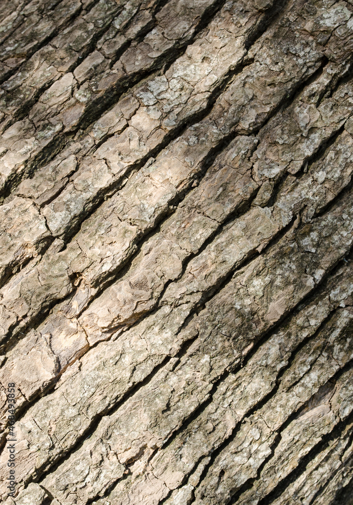 Tree trunk bark closeup. Tree trunk bark closeup.